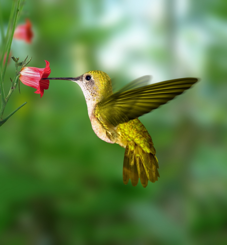 Colibrí de oro