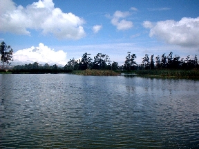 Humedal Tibanica