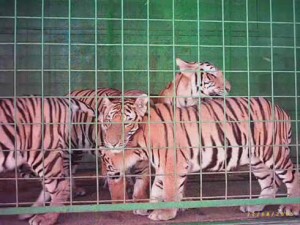 Animales maltratados originan protestas