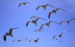 Aves volando