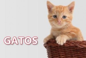 Accesorios ARGOS para Gatos