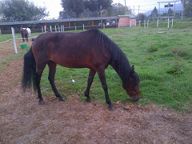 Caballos que se pueden adoptar