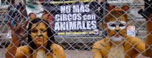 No animales en circos