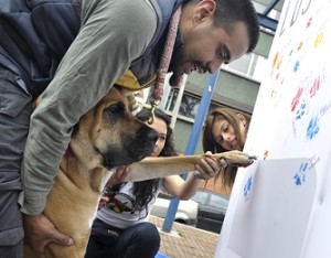 Firmatón de perros en mural de Chapinero