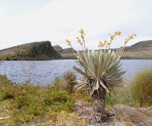 Páramo de Sumapaz