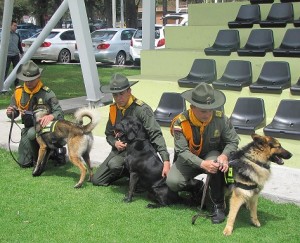 Equipo canino