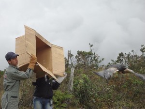 Liberan águila de páramo