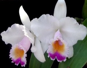 Orquídeas colombianas