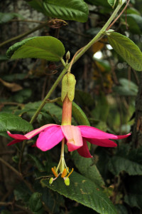 passiflora