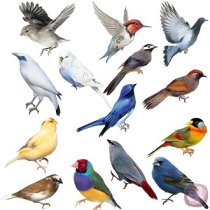 Diversidad de aves colombianas