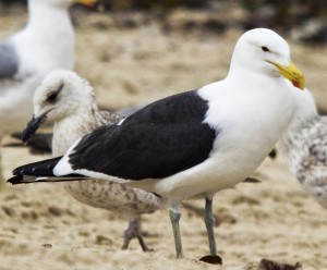 Gaviota cocinera