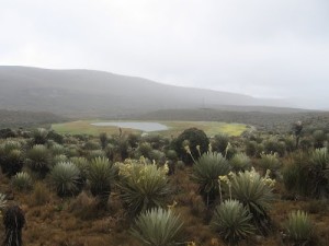 Páramo de Sumapaz Tesoro natural de Bogotá