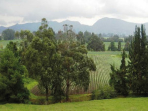 Reserva Forestal del Norte