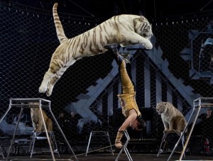 Animales silvestres en circos