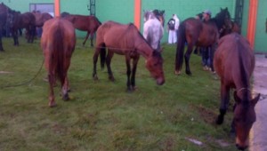 caballos