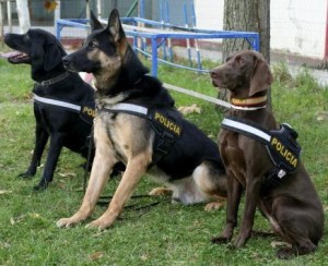 Escuadrón canino