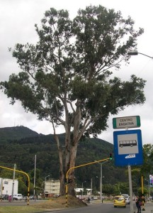 Árbol de interés